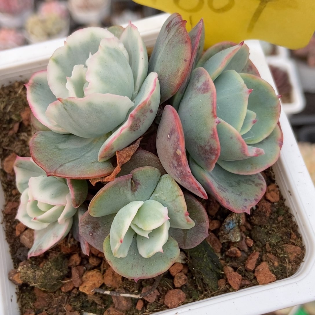 1564伯克利锦多肉植物