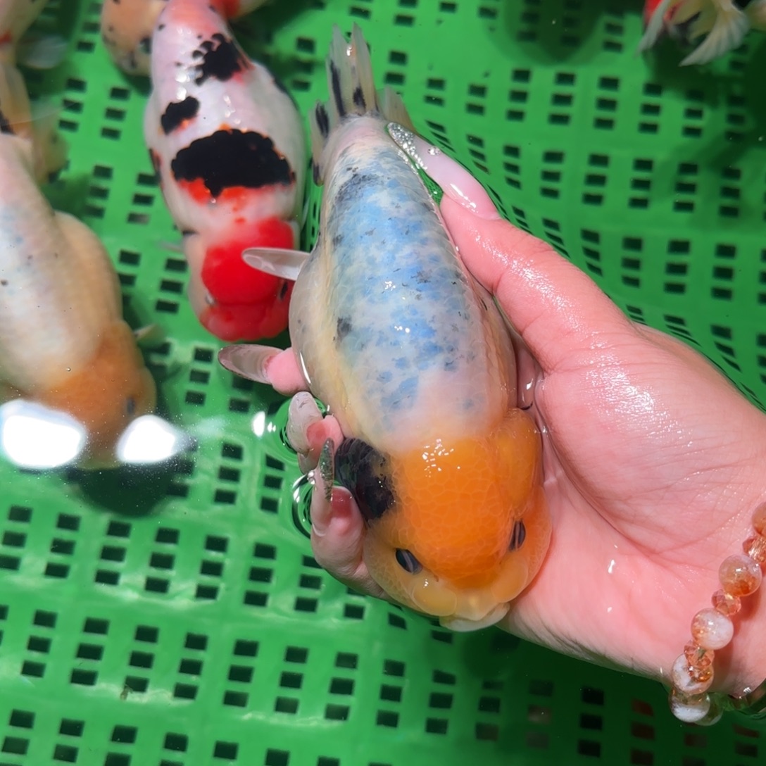 开***果金鱼拍包装包邮，不拍包装运费到付