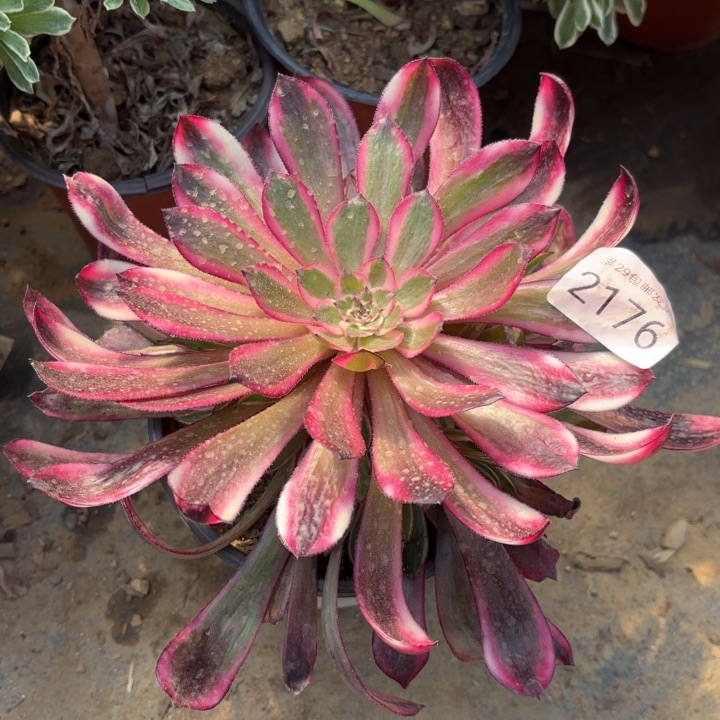 白月光多肉法师2176