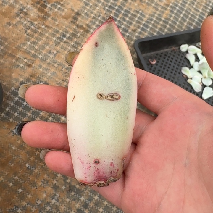 冰颜叶片一物一拍