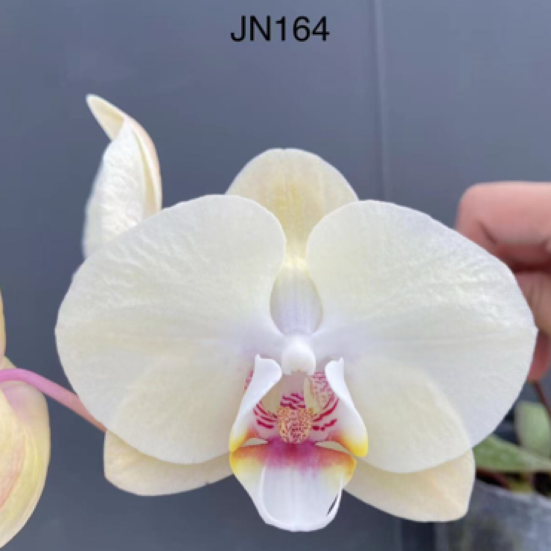 新品未上市 鼎汉JN164 3.5寸苗 包对版