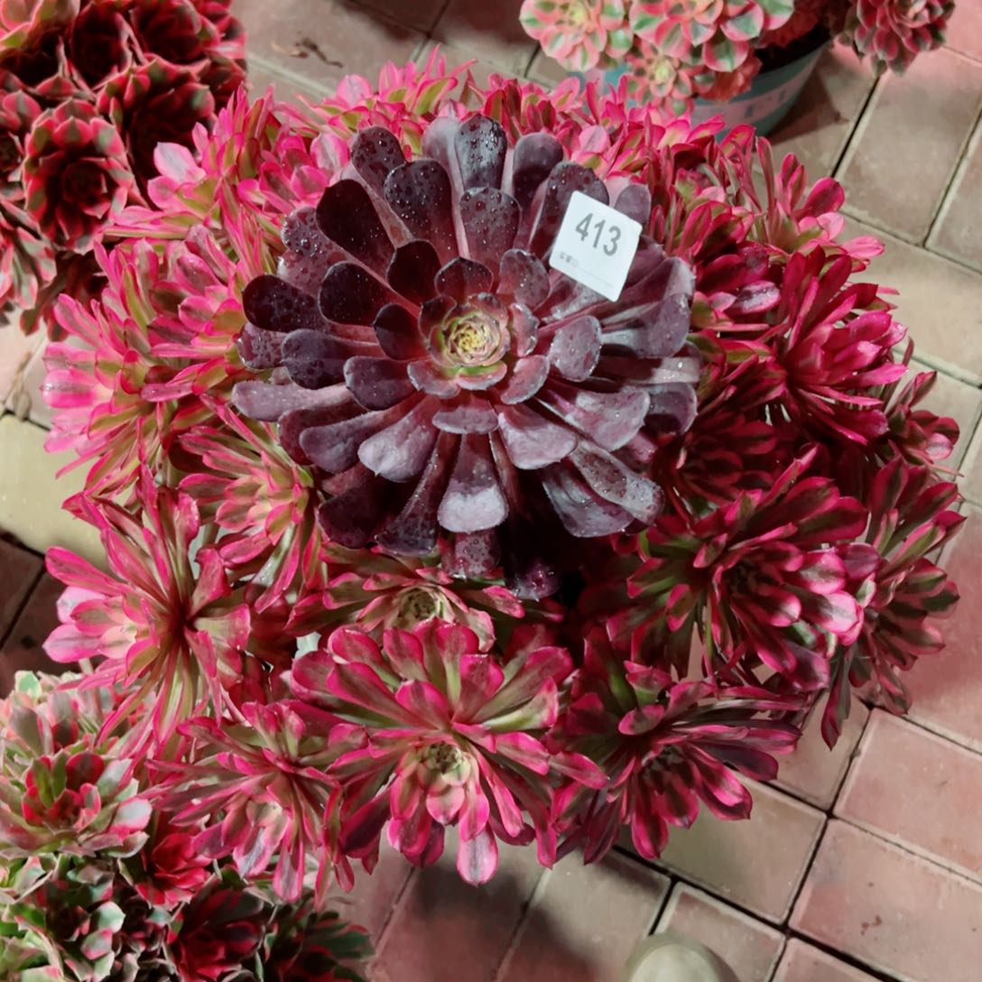 413辉煌法师多肉植物