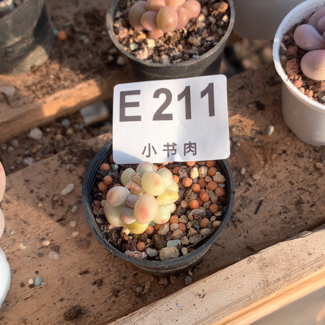 萤火虫萤火虫哈哈哈哈