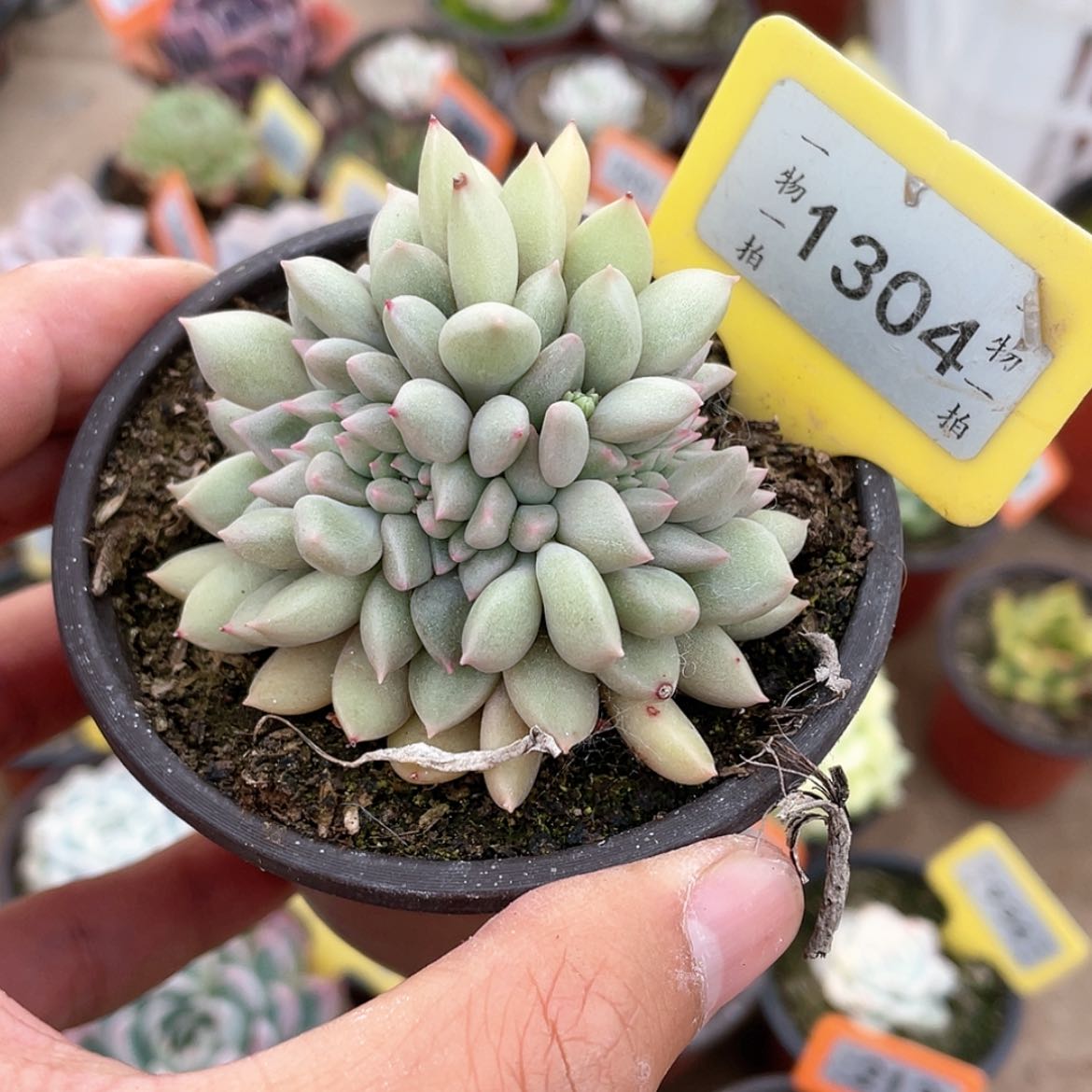 【闪购商品】1304号