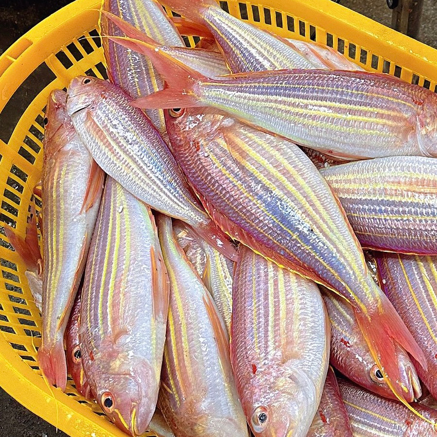 海钓金线鱼  5斤（3-4条/斤） 野生海钓金线鱼 速冻发货 顺丰包邮