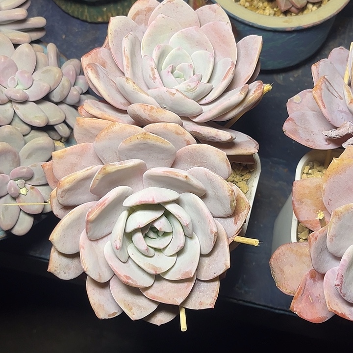 多肉植物红茶老桩