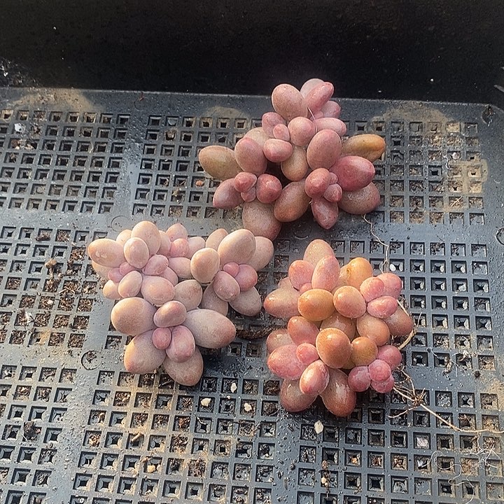 -***1无花朵2605号一物一拍糖果