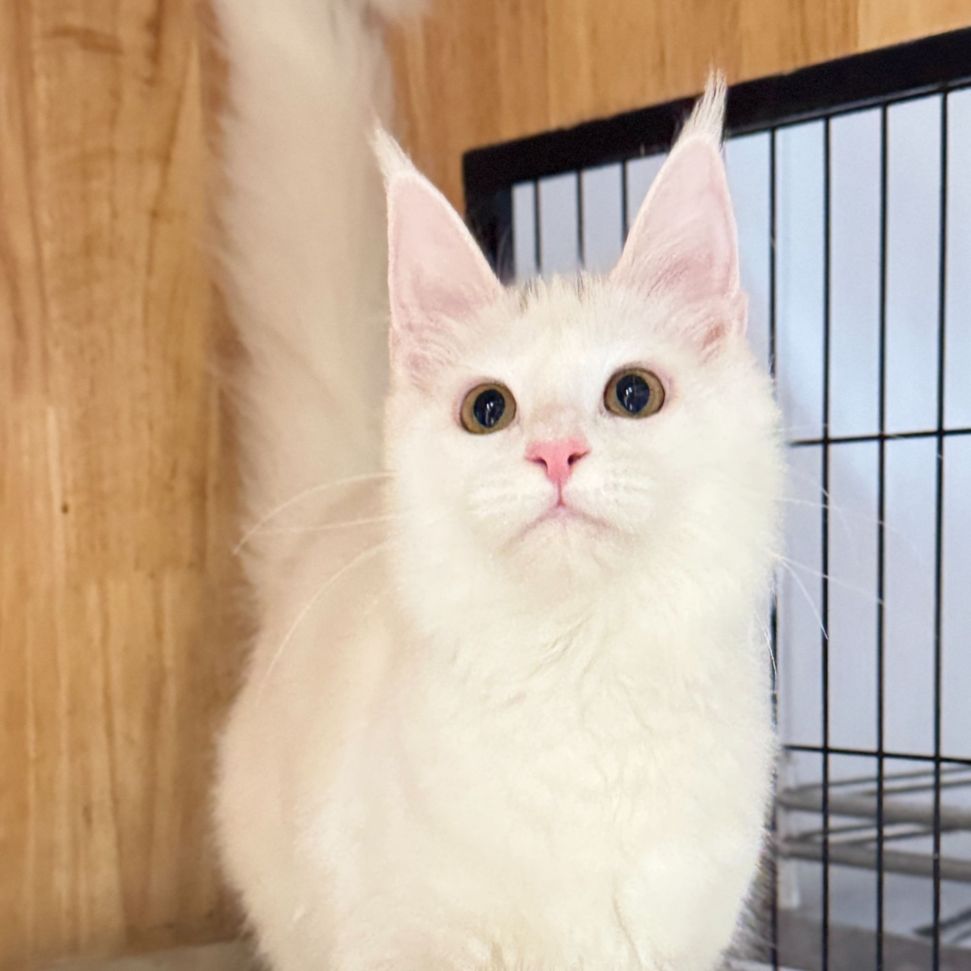 来了姊妹-纯白缅因猫 妹妹 047