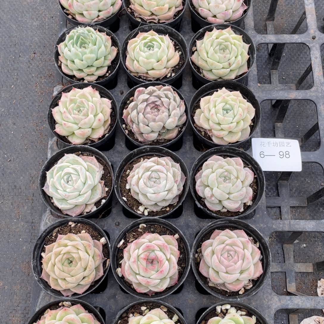 一物一拍18棵6-98