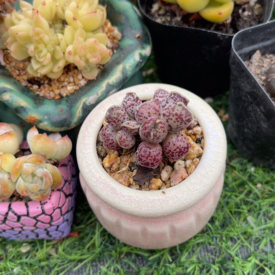 多肉植物一物一拍