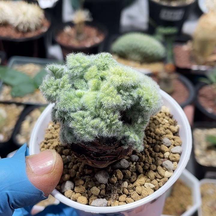810羽叶杨葵大单头