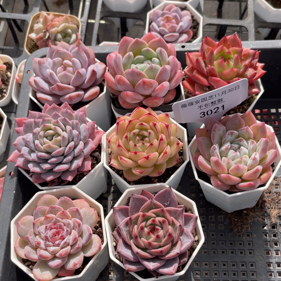 不包整散 盆子不售后3021