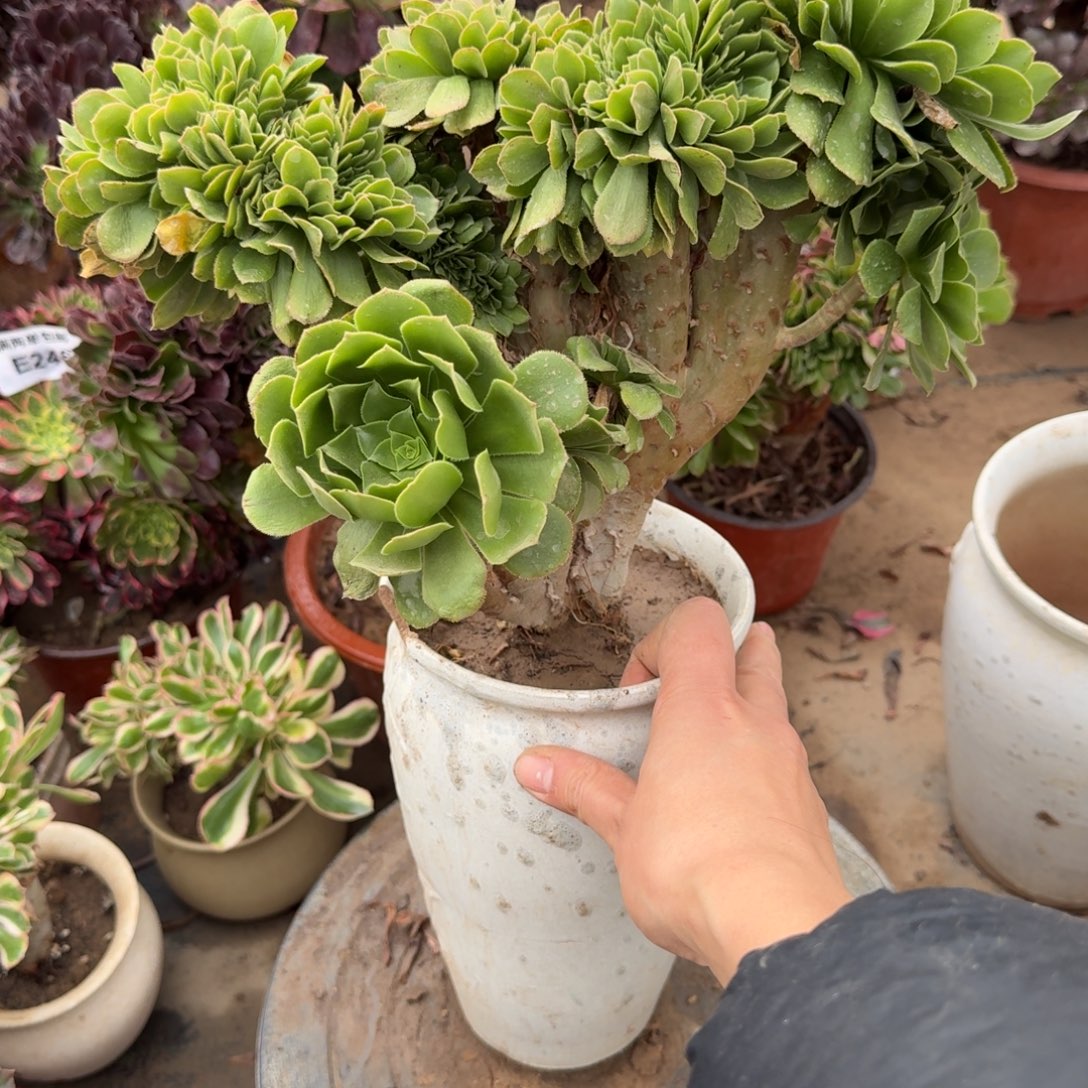 312绿杨蓉缀化法师多肉