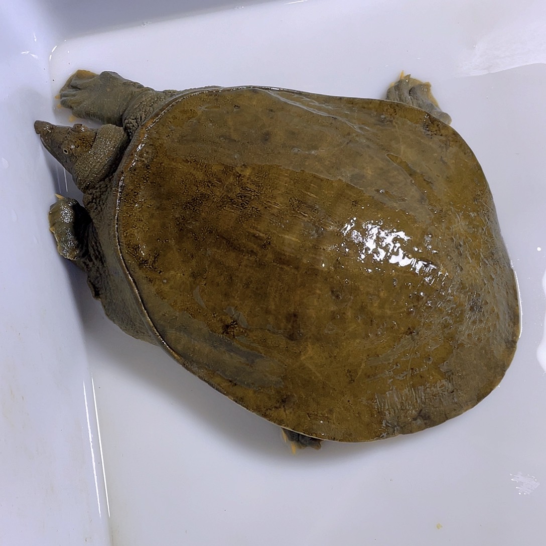 中国大陆12345678