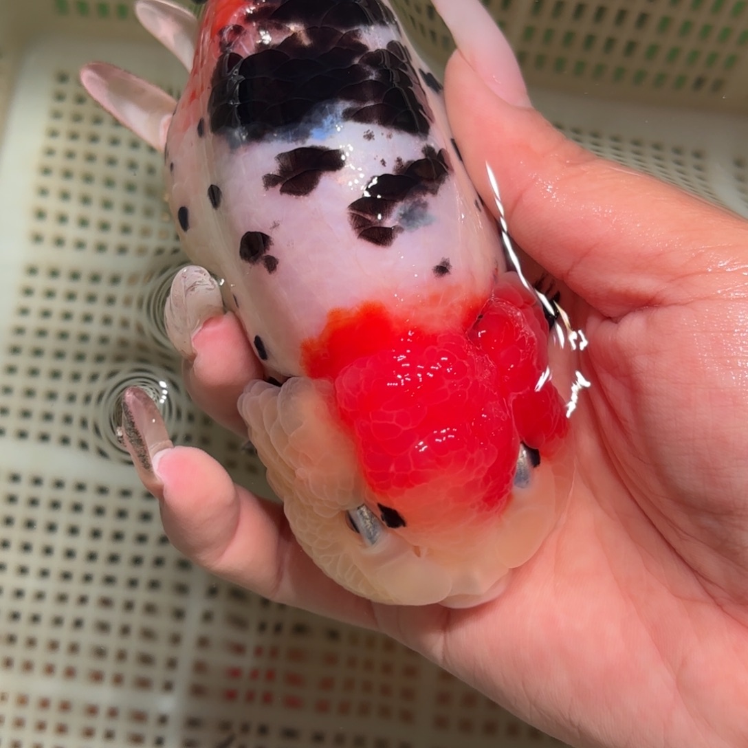 c***e金鱼拍包装包邮，不拍包装运费到付