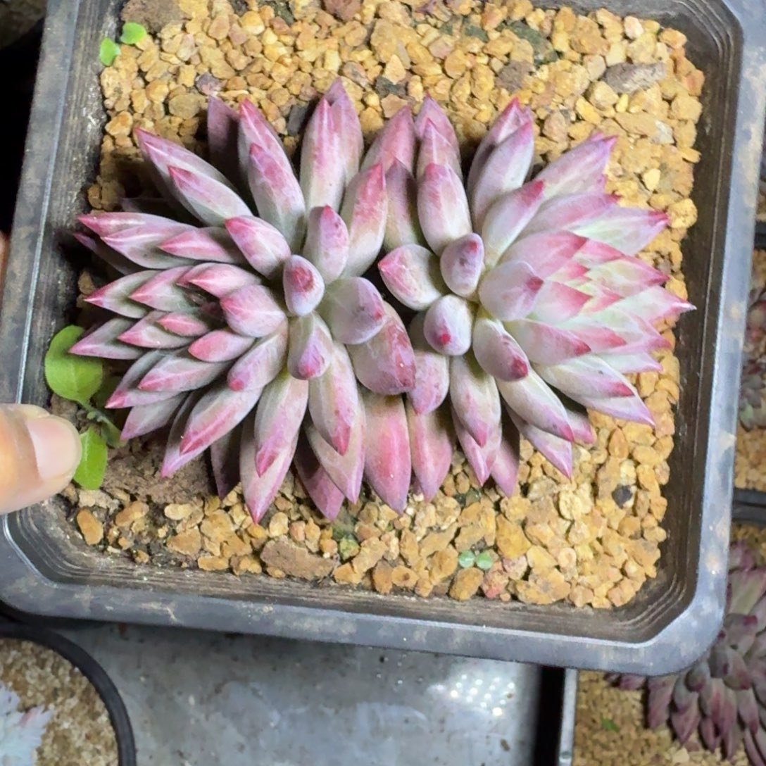 羽毛纹 虞美人 一物一拍