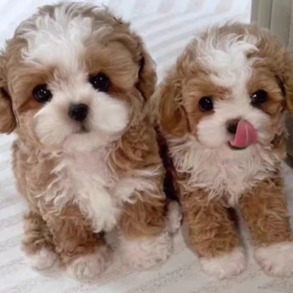 马尔泰泰迪熊幼犬萌宠售卖