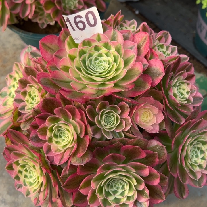 160玉资20厘米左右