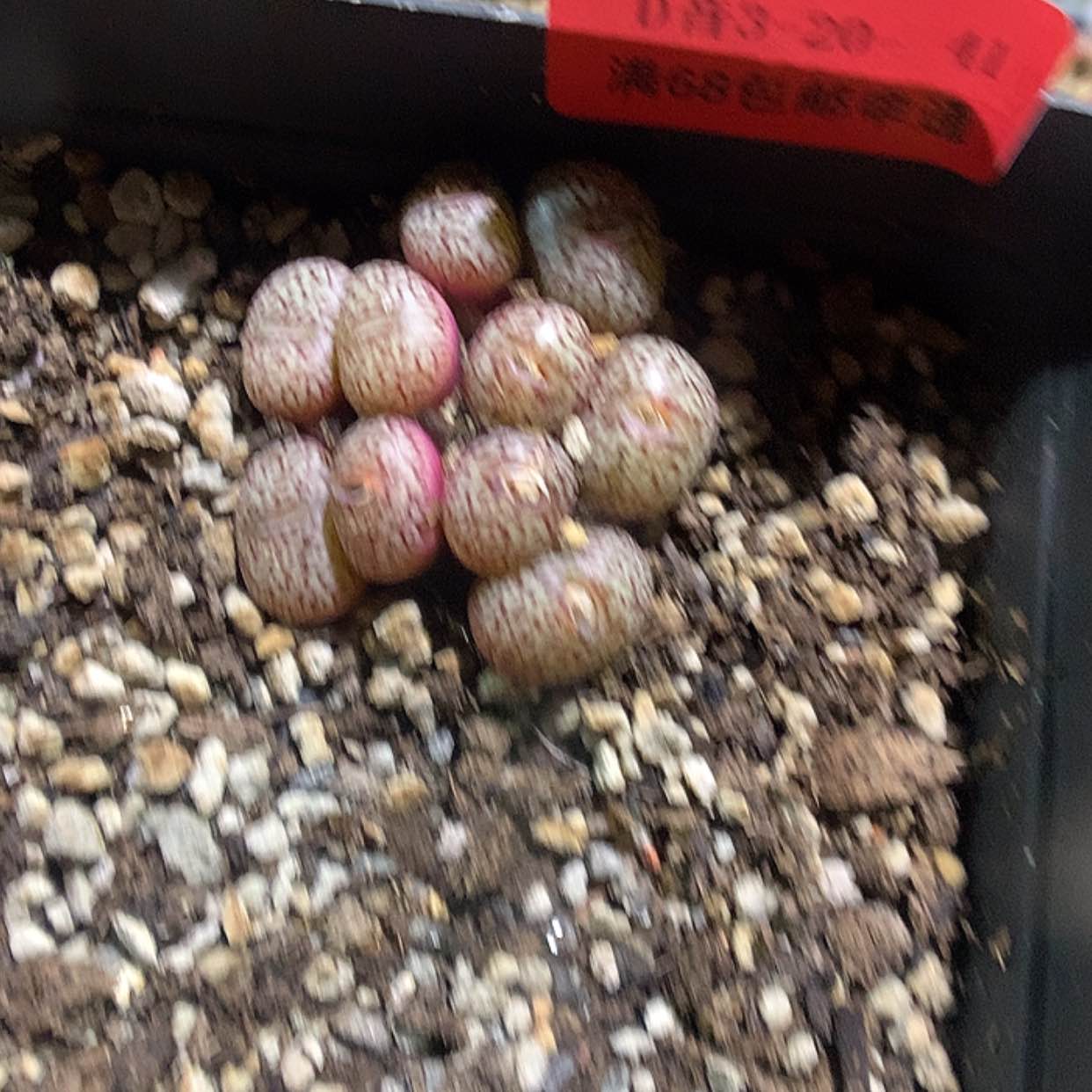 【闪购商品】3-20-41 密纹安贞一群特 30