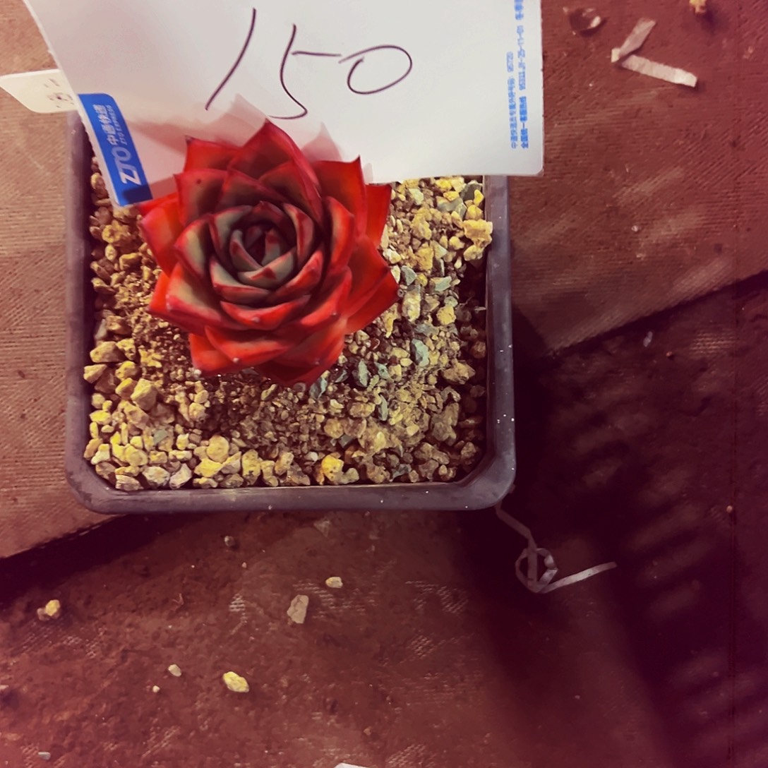 小***～150号一物一拍脱土包邮