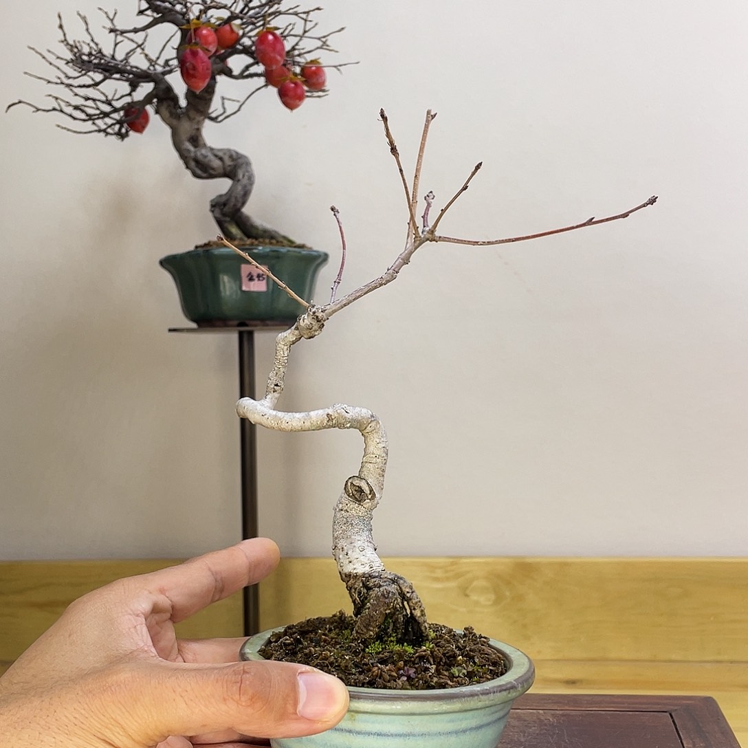 木本榛子盆景盆栽