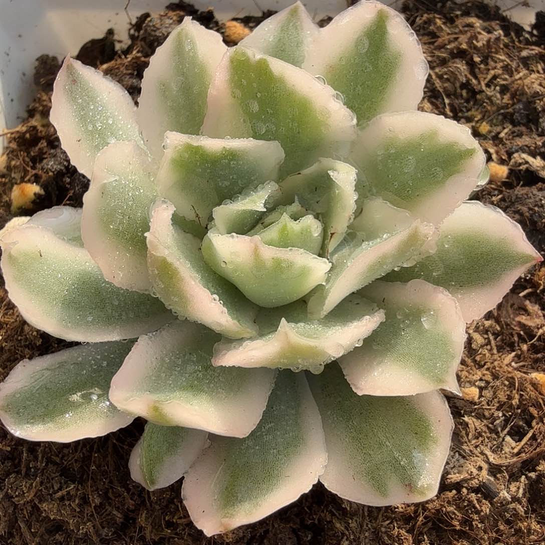 紫蝴蝶锦，多肉植物