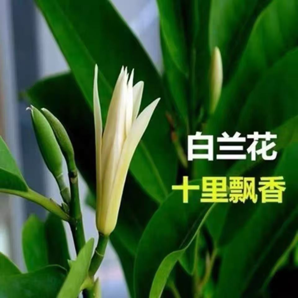 正宗嫁接白兰花盆栽白黄兰树苗四季开花大苗庭院阳台植物黄角兰
