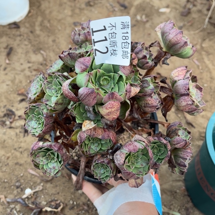 112万拉丝手捧1法师