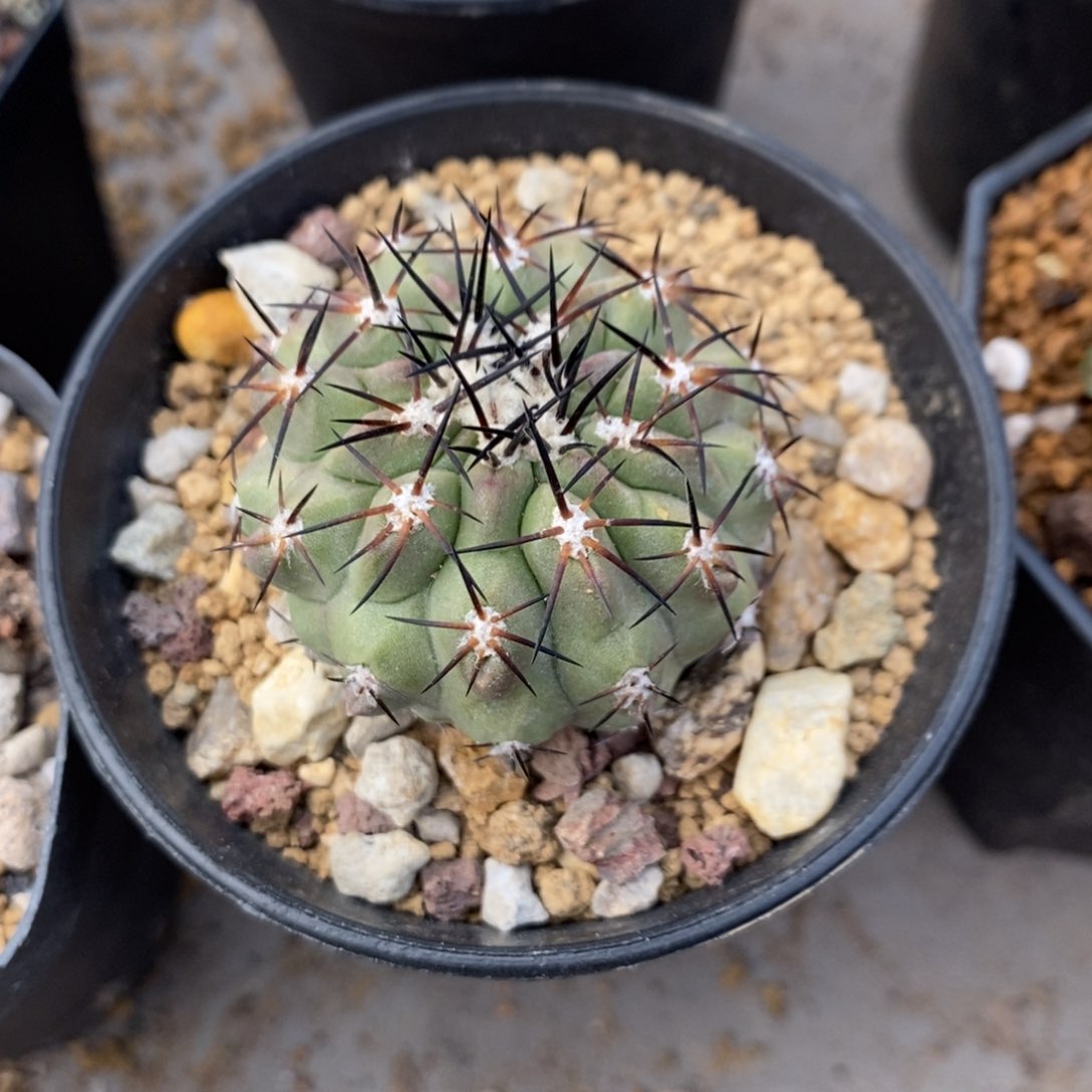 龙爪球侧牙自根仙人球