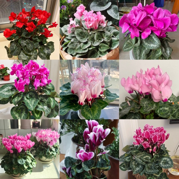仙客来【品种不选】盆栽丛生庭院植物清香新手易养护爆花强喜水