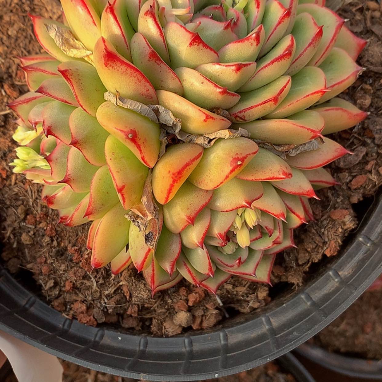 【闪购商品】云1458