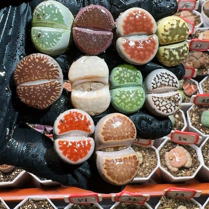 生石花233:：：/。  215