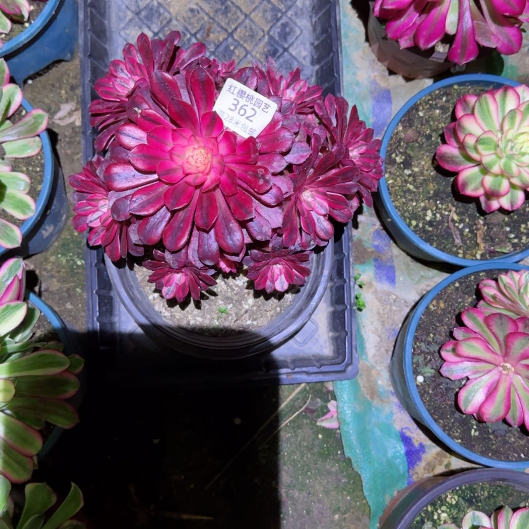 黑瞳白法师多肉362