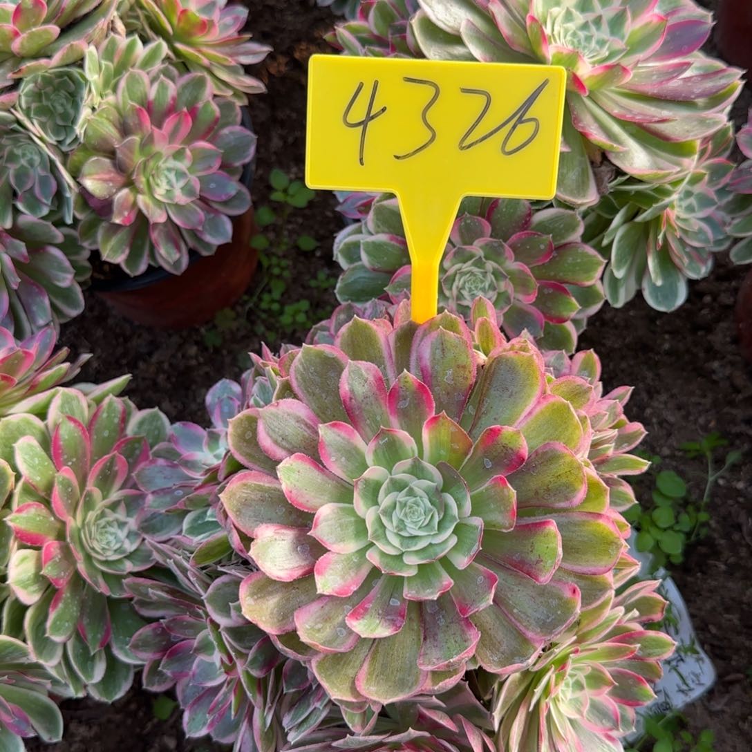 4326---孔雀翎多头