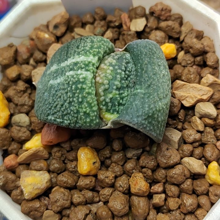 184号丸叶珍珠白 3.3厘米左右一物一拍带盆