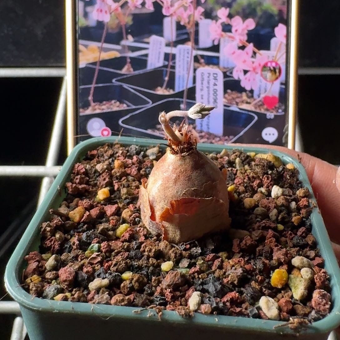肾叶洋葵一个带花苞发货带盆