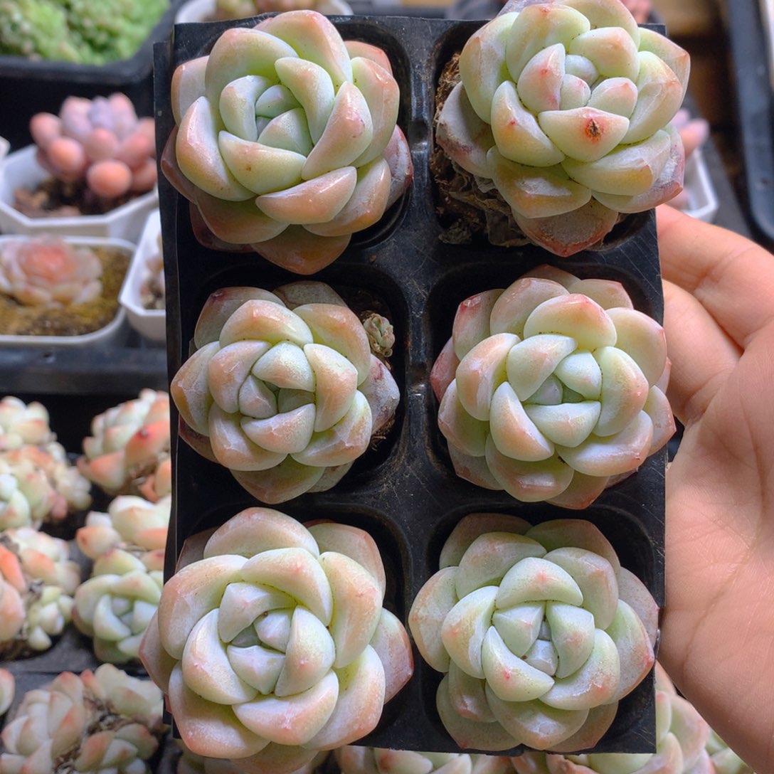 精品冰玉单头组合一物一拍