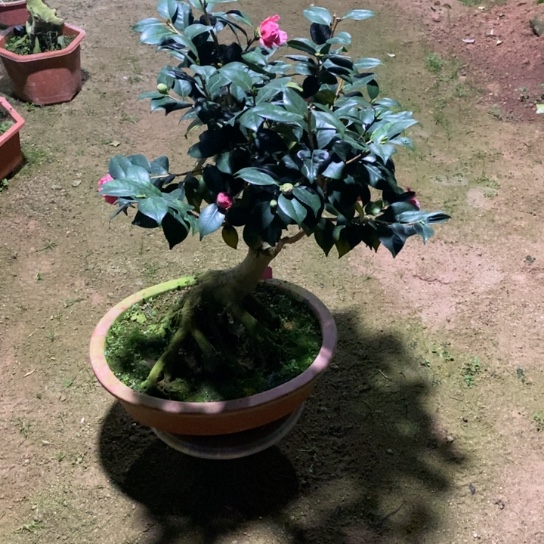 当前无花栽培后可以开花