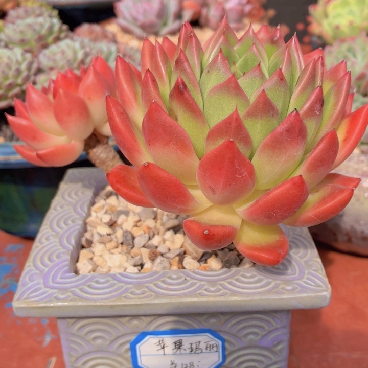 多肉植物苹果玛丽-4