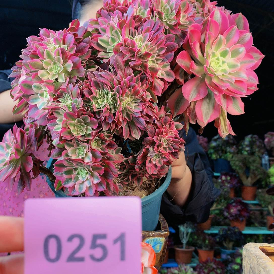 柒哥多肉不包侧断枝251