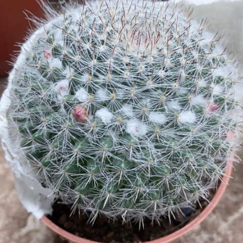 余温小仙人球仙人球仙人球