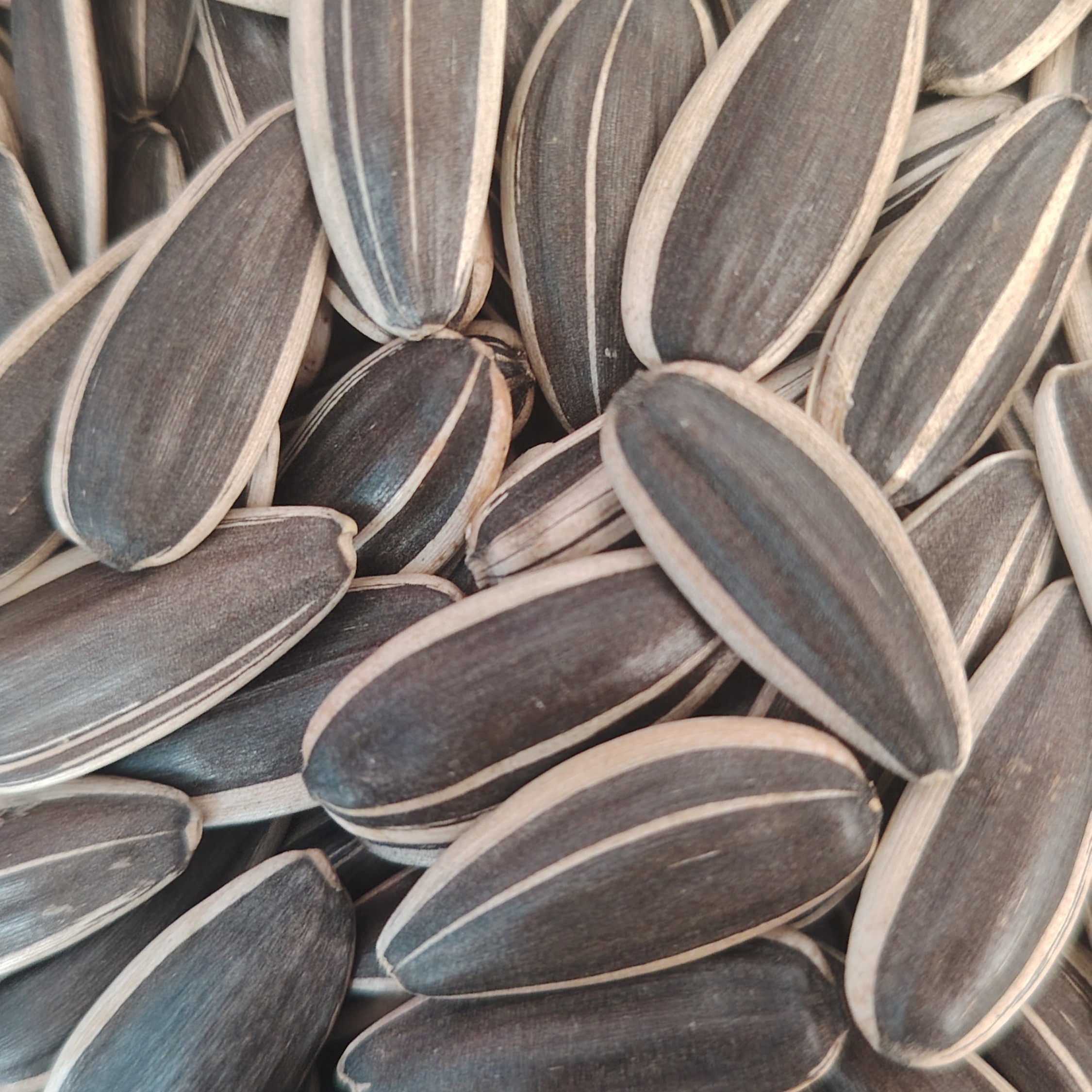 内蒙产25年新葵花籽，大颗粒，生葵花籽