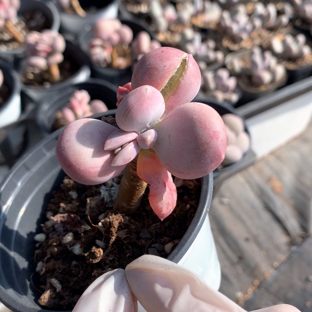 1-1 小屁桃小屁桃