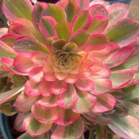 法师丘比特18-10