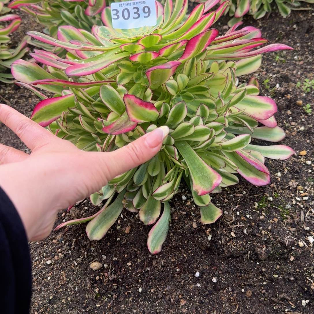 3039幻月。多肉植物