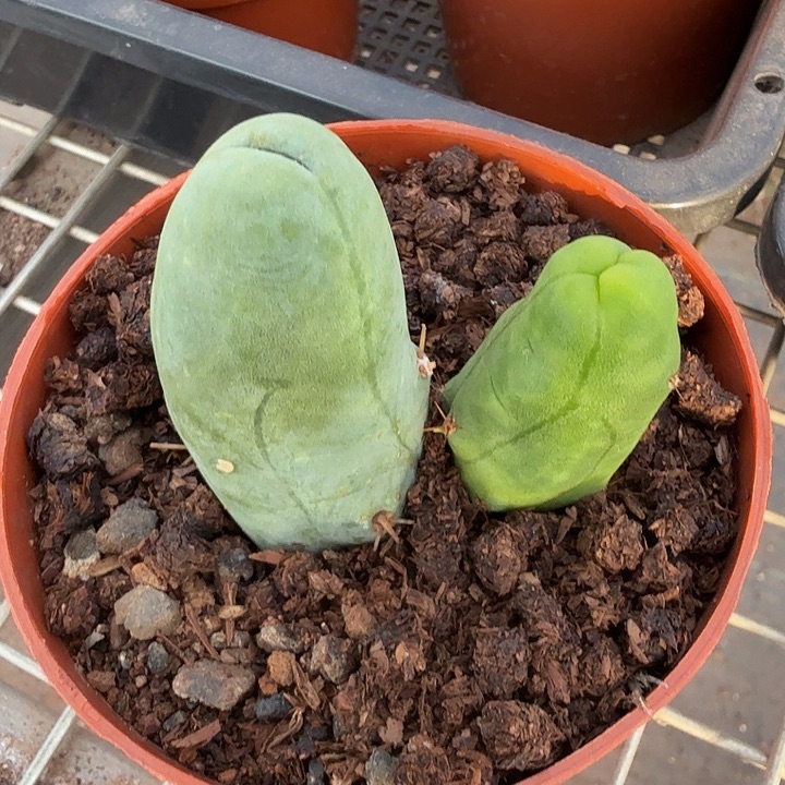 双头程程柱6仙人球