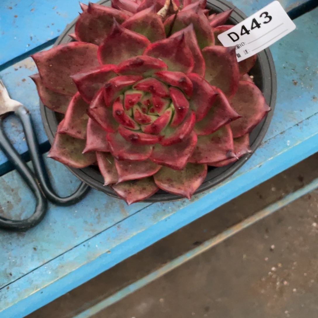 无花朵若如东云组拍D443