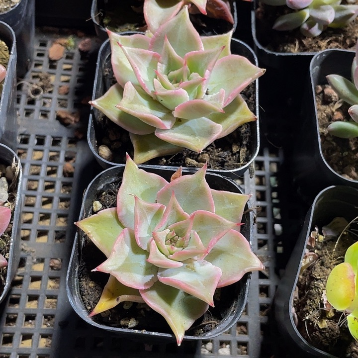 粉饺子2.8带盆土发