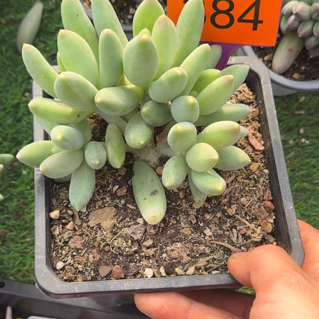 多肉植物麒麟美人小树384