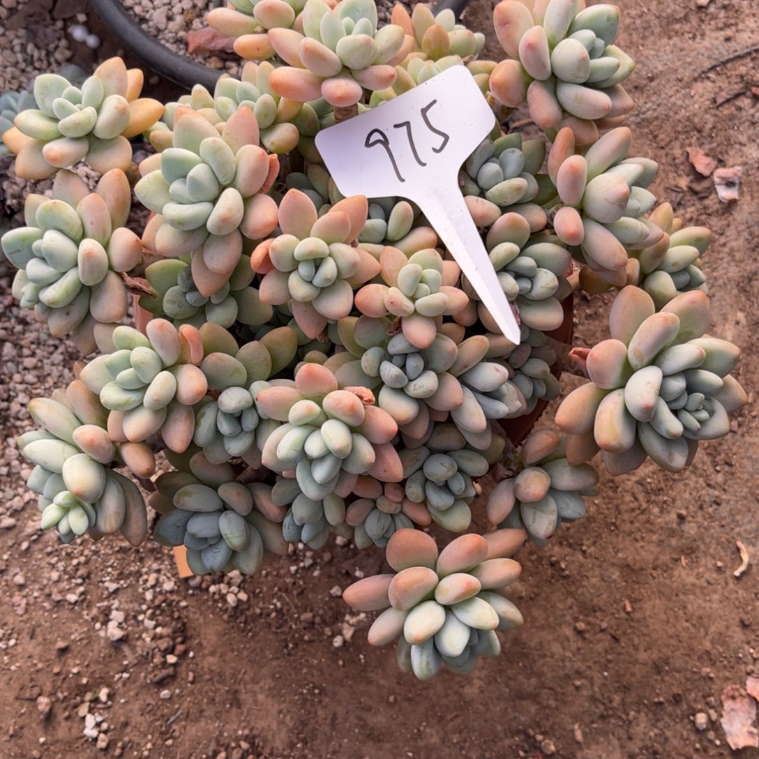 风***立老阿姨花卉一物一拍975